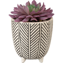 Succulent With Pot - Meyer's Market