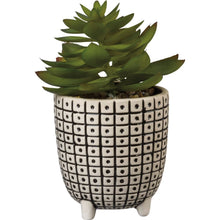 Succulent With Pot - Meyer's Market