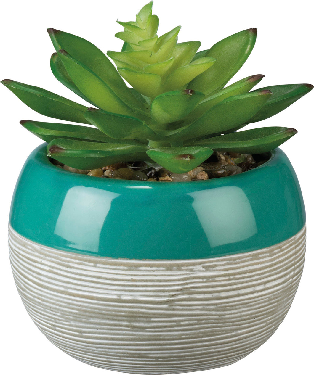 Turquoise Top Succulent - Meyer's Market