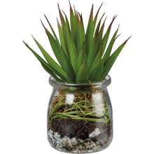 Jar Succulent - Meyer's Market