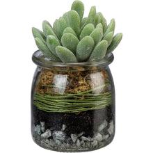 Jar Succulent - Meyer's Market