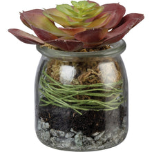 Jar Succulent - Meyer's Market