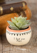 Succulent - Meyer's Market
